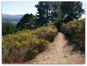 Mission...Photo of a Trail in Jacks Peak County Park in Monterey, California