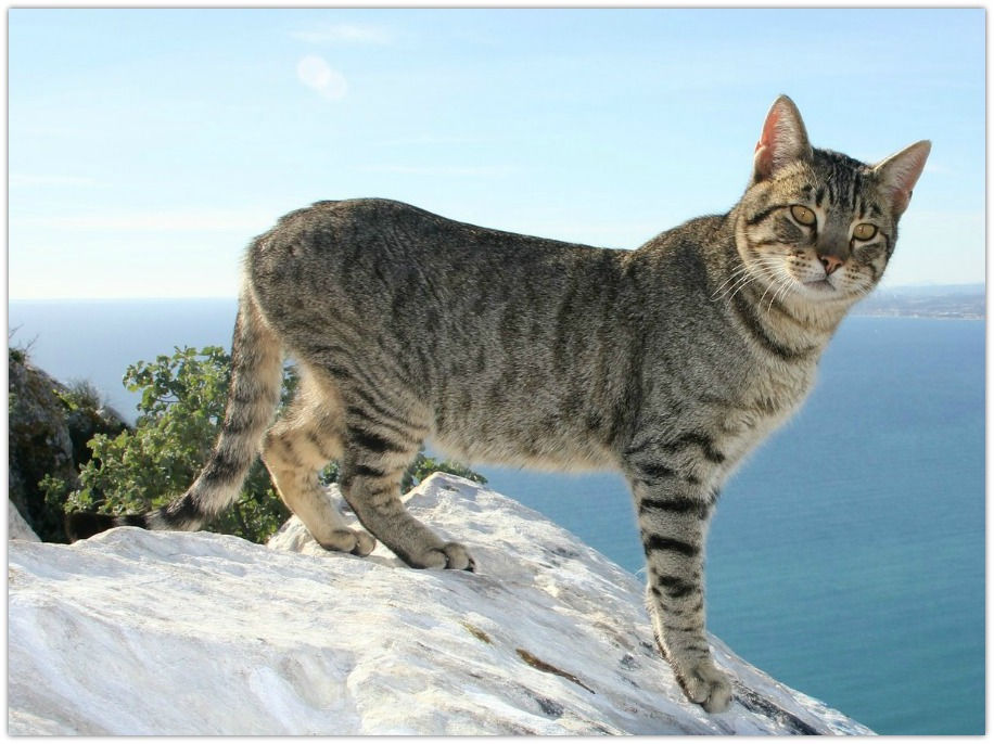 Running Mindset...Photo Of Cat On A Cliff By The Ocean