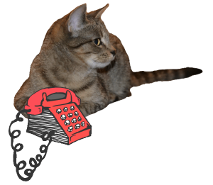 Contact Information...Tabby Cat Sitting Next to an Old Fashioned Phone