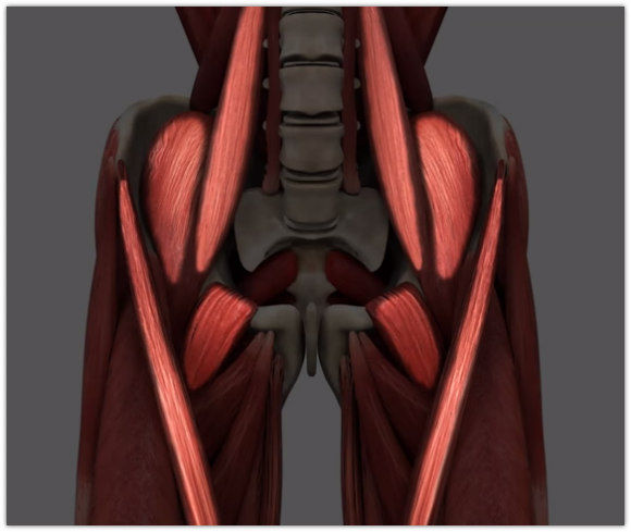 Causes of Lower Back Pain...Illustration of Hip Flexors