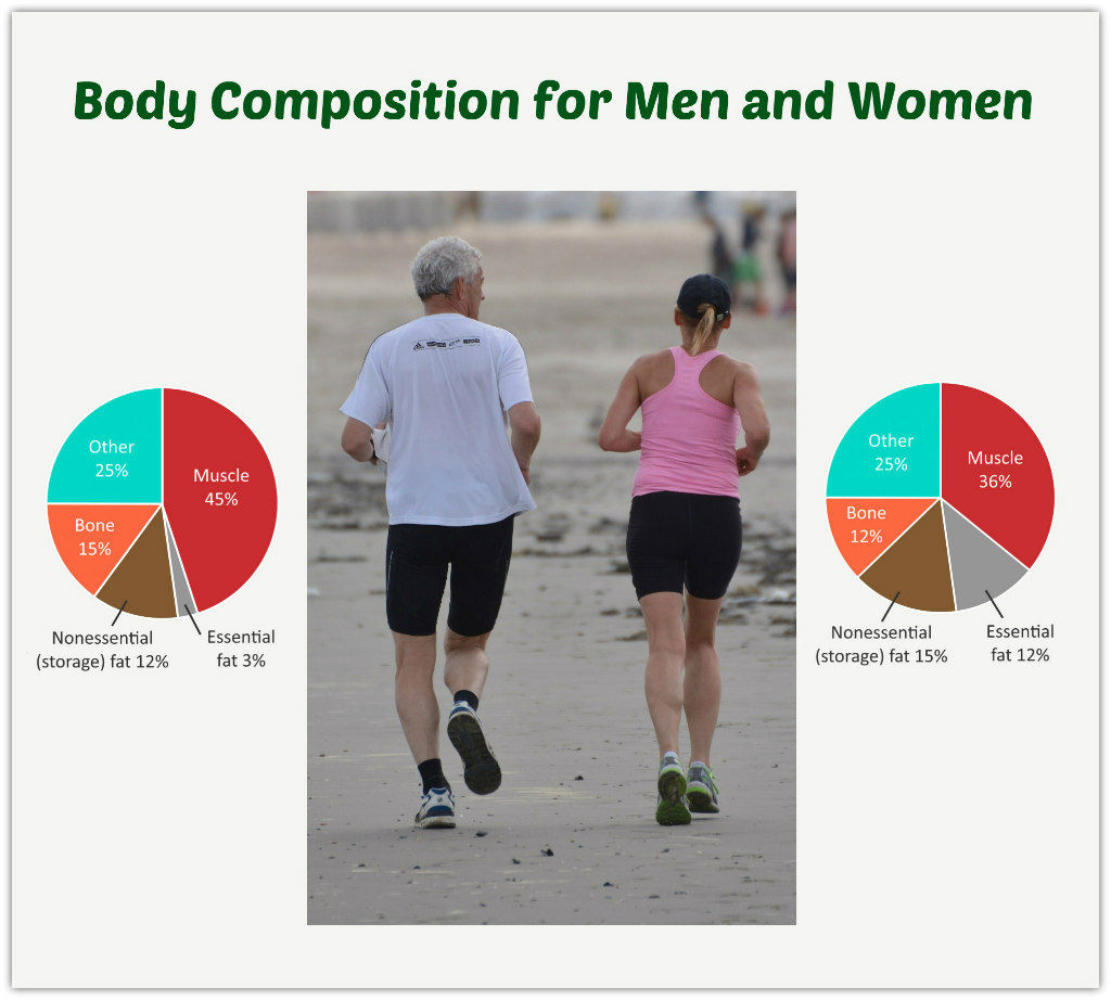 Hip Stretching Exercises...Two Pie Diagrams Showing Body Composition of Men and Women