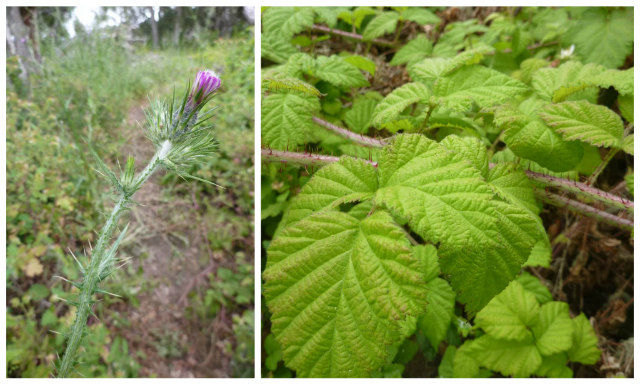 Avoiding Tick Bites...Two Pictures, One Showing a Milk Thistle Flower and Another Showing Prickly Blackberry Stems and Leaves