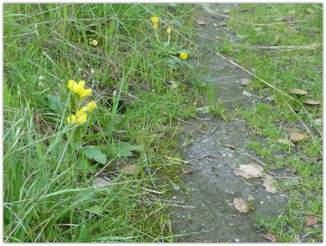 Avoiding Tick Bites...Yellow Flowers Growing Next to a Trail